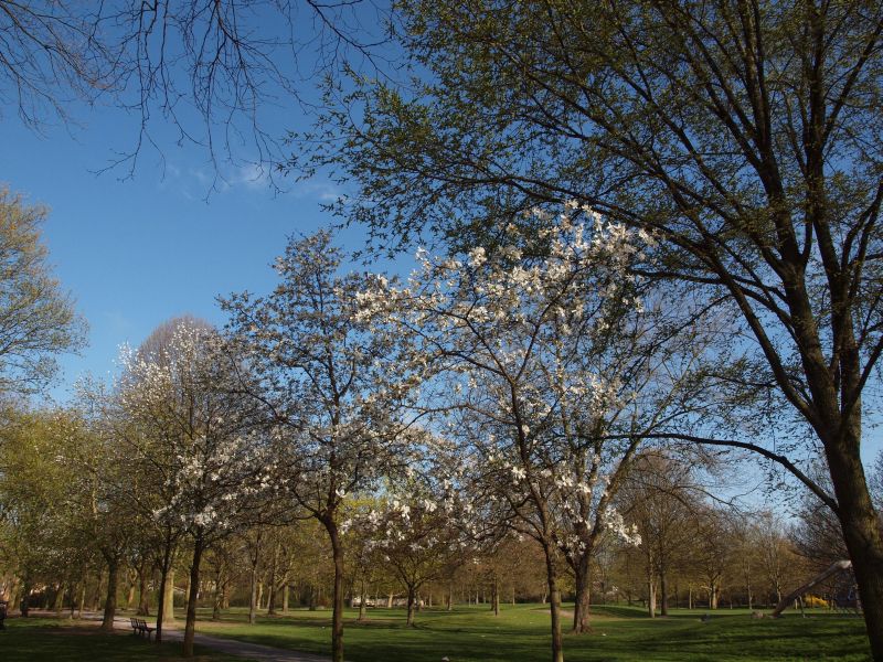 Der Böninger Park | Foto: Stadt Duisburg
