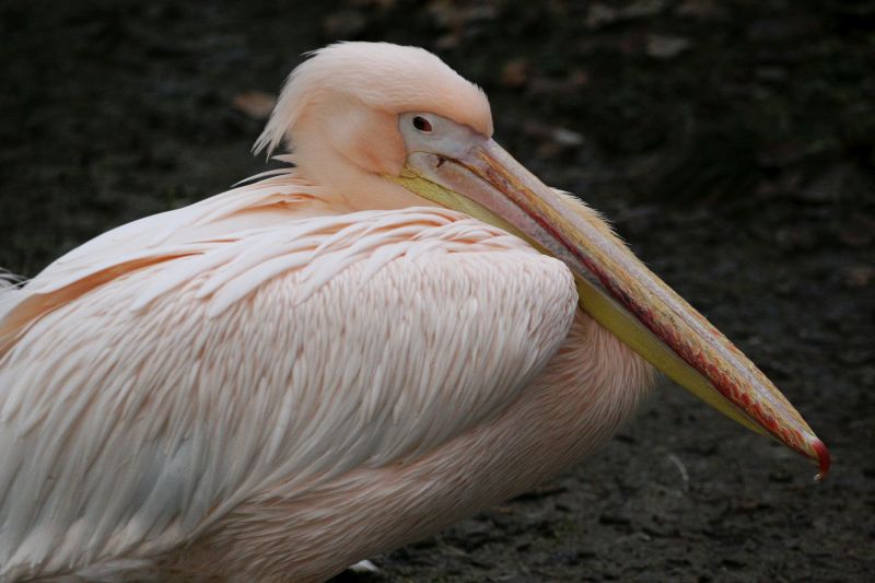 Foto: Sebastian Ritscher