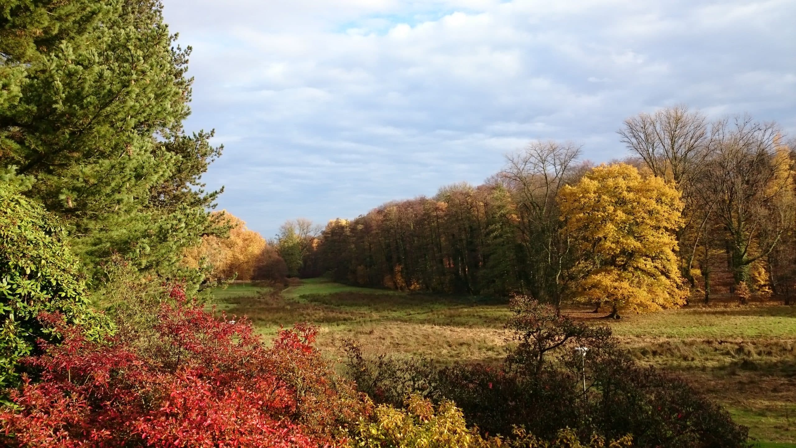 Der Rombergpark im November