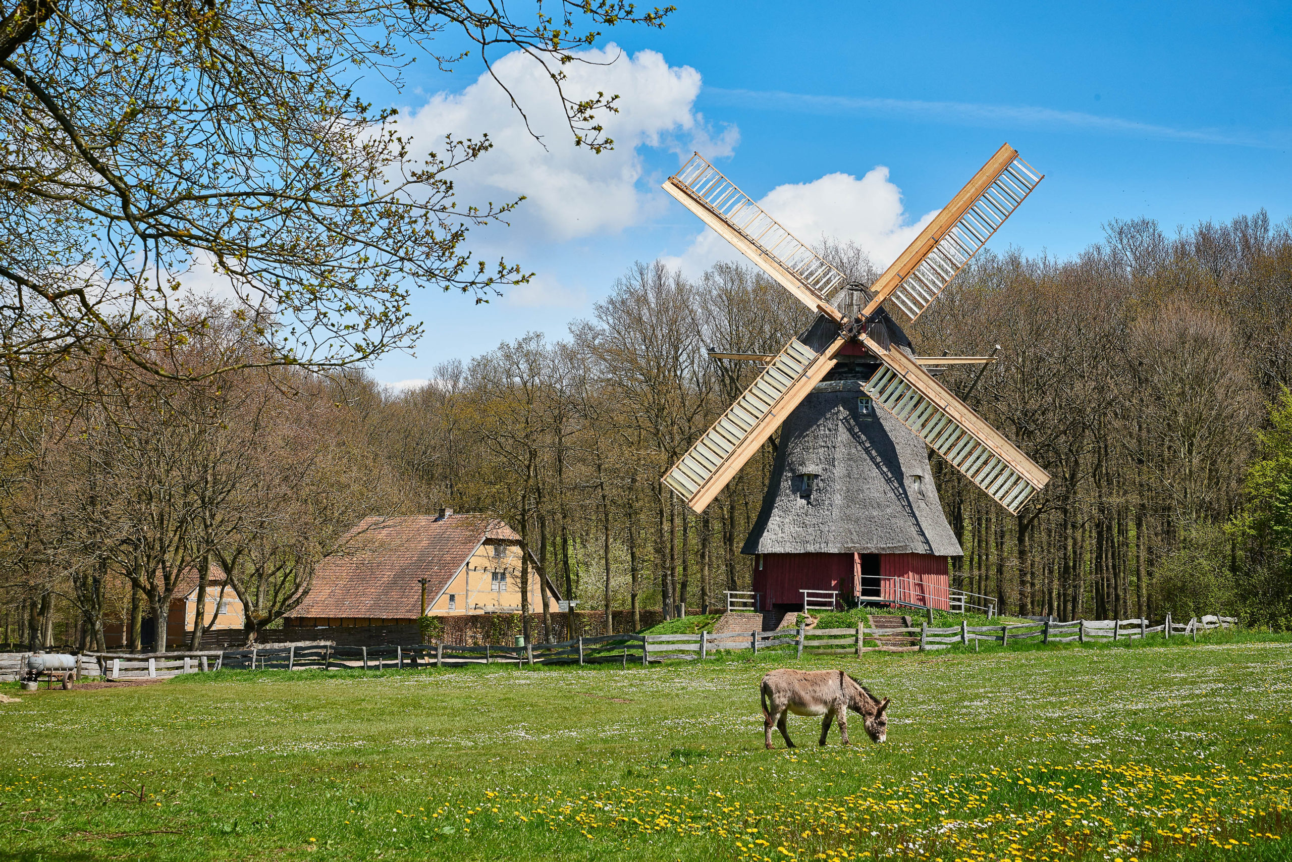 Ein Esel grast vor einer Windmühle im Freilichtmusuem