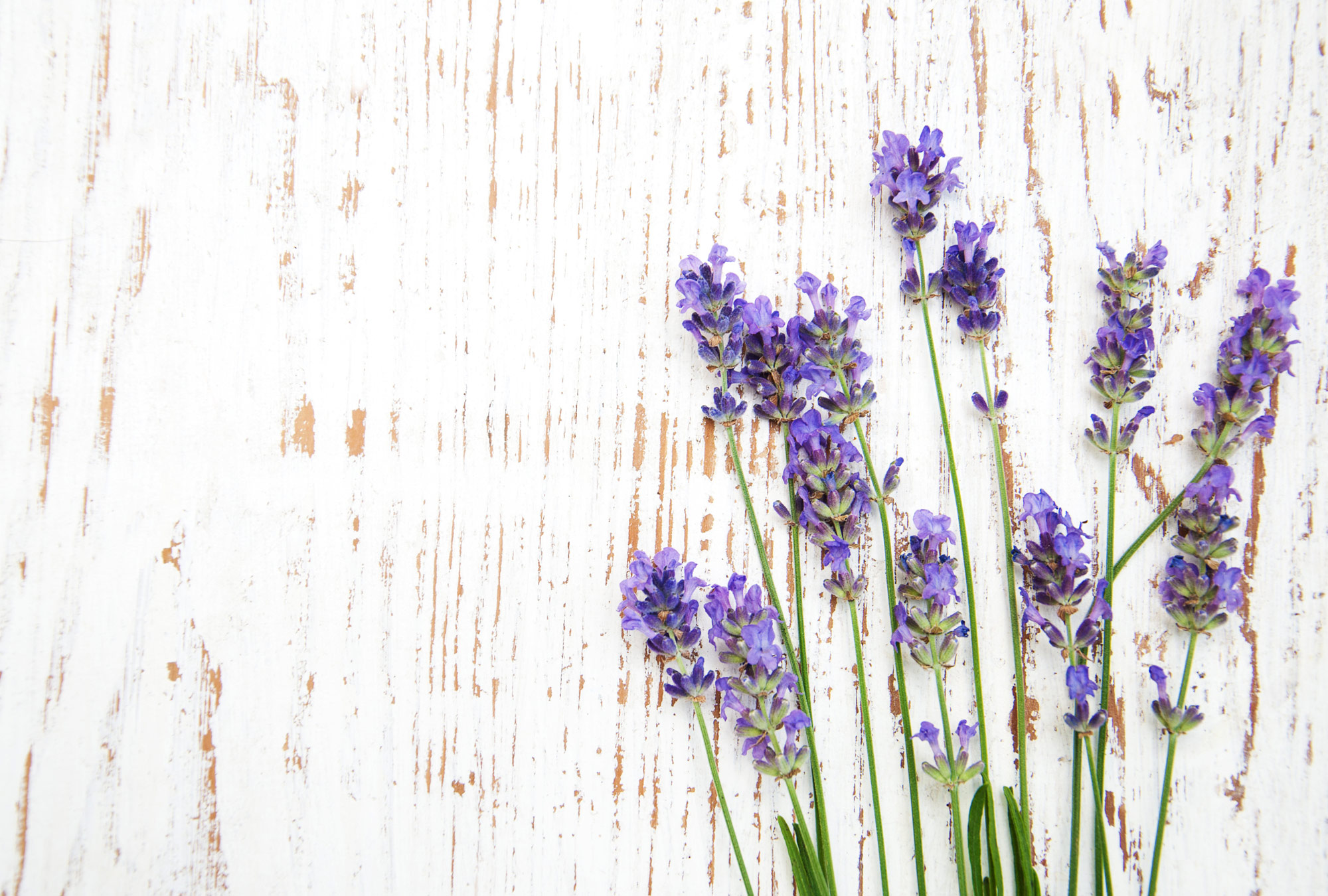 Französische Cafés in NRW: Lavendeltraum erleben