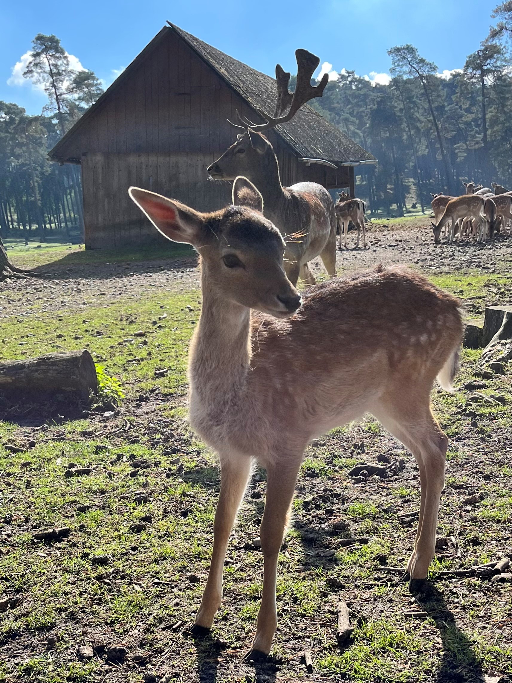bambi im wildtierpark