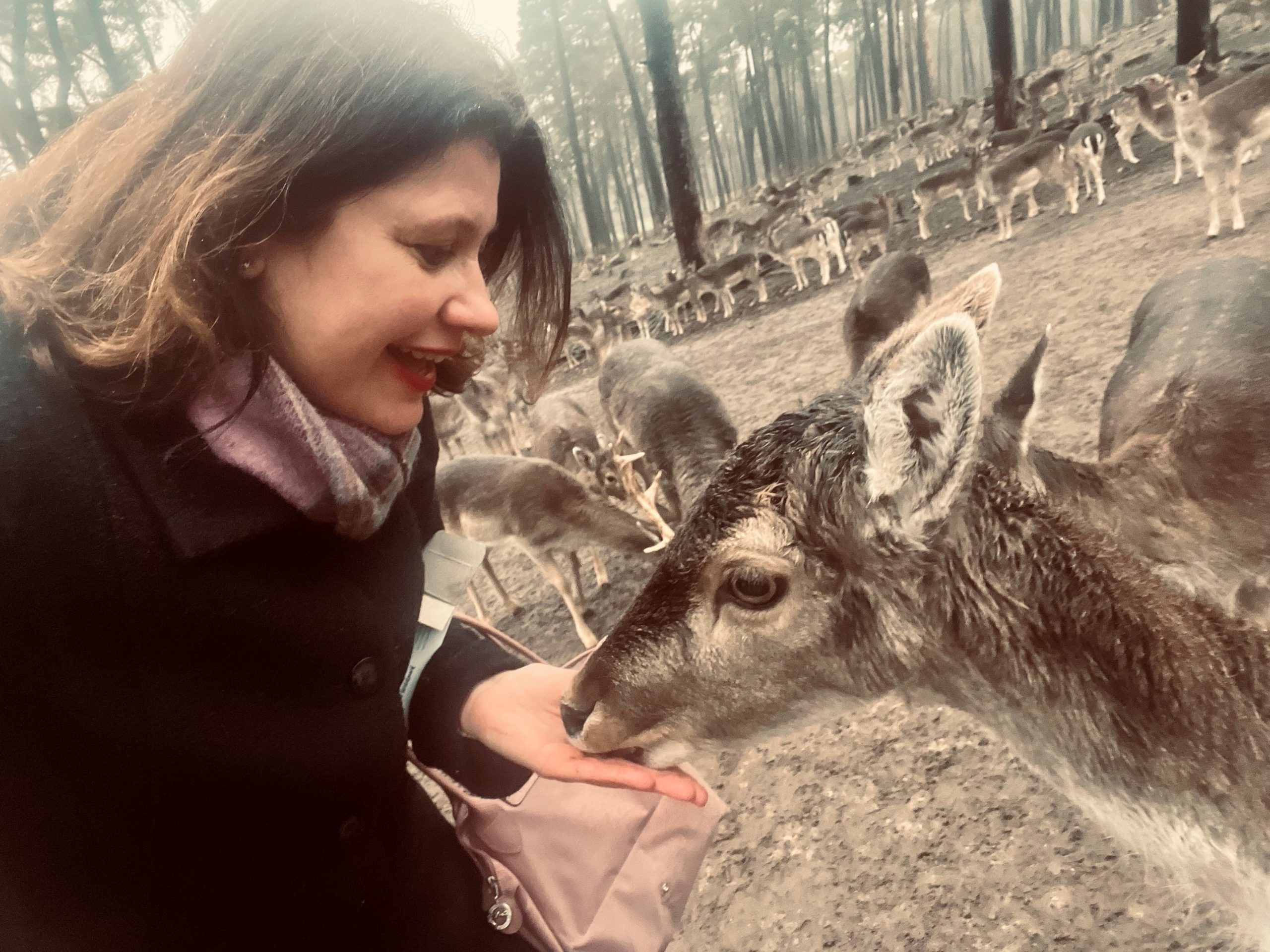 bianca mit einer herde rehe