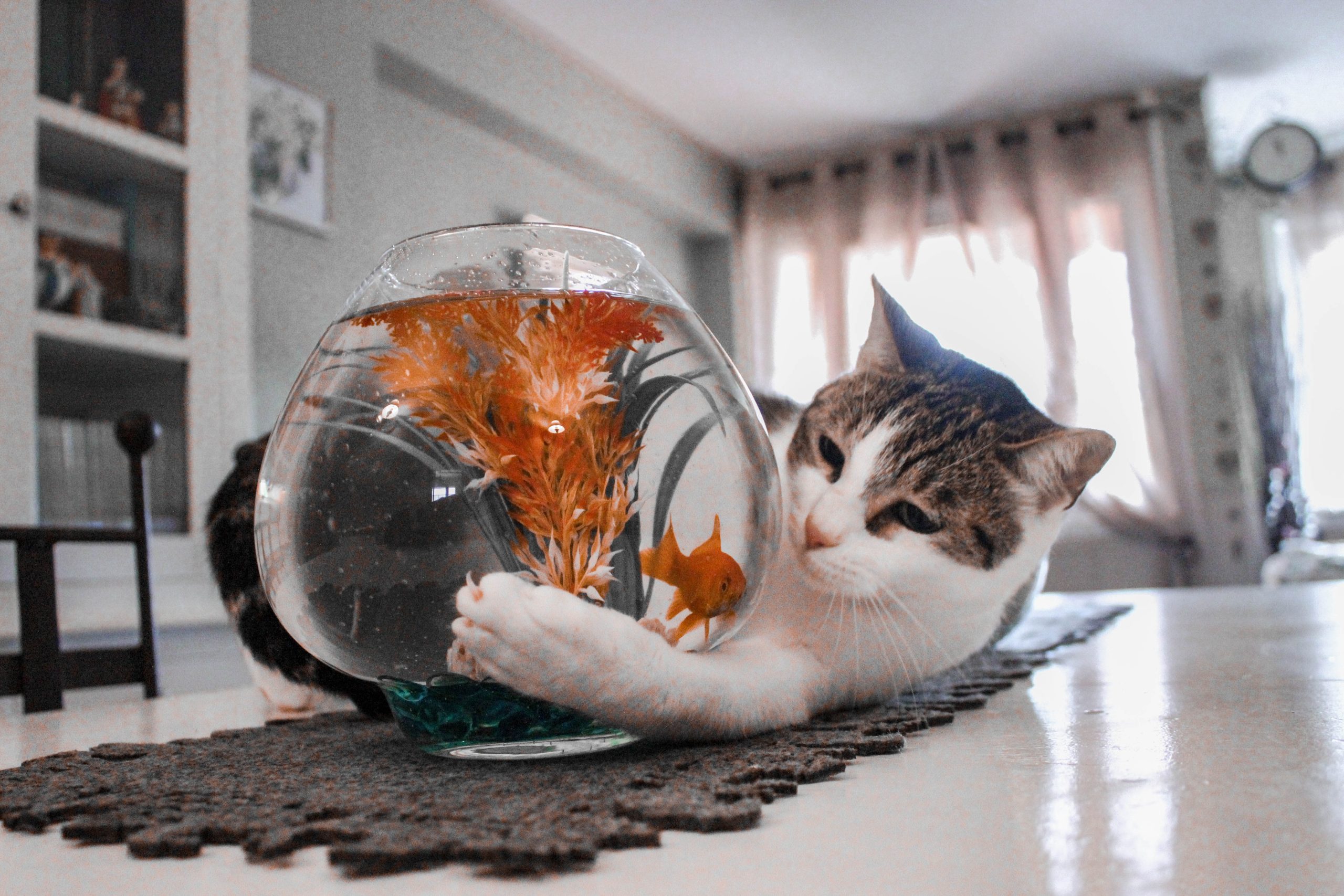 Goldfisch im Glas wird von einer Katze belagert