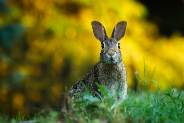 Ein Hase sitzt auf einer Wiese zu Ostern und blickt in die Kamera