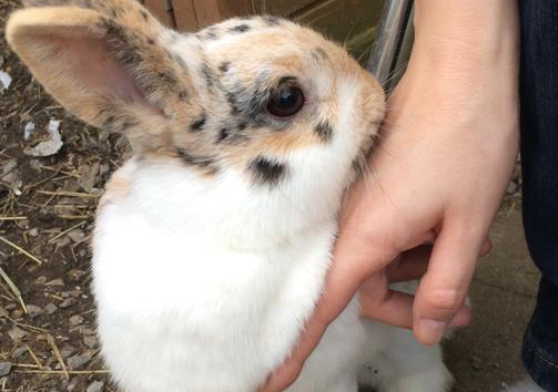 Häschen leckt die Hand der Besitzerin.