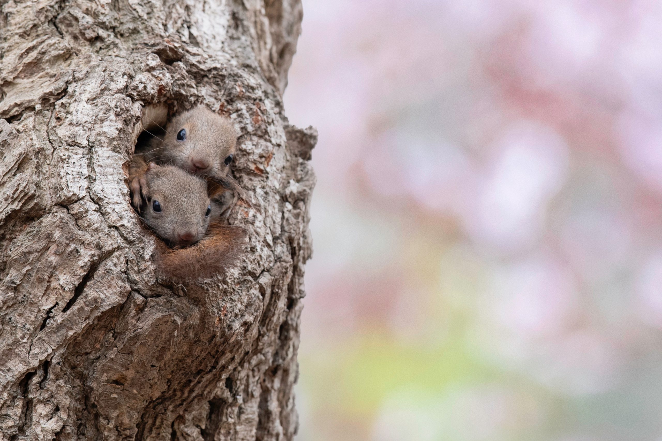 Süße Hörnchen-Babys.