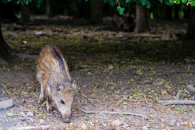 Ein junges Wildschwein sucht den Waldboden ab