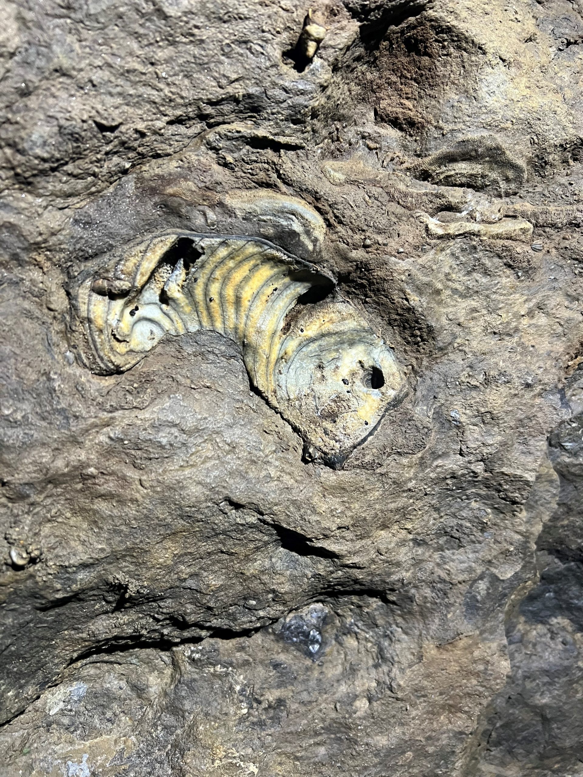 Das Perlboot ist deutlich erkennbar und nur ein fossiler Schatz der Kluterthöhle. Foto: Alex Mayschak