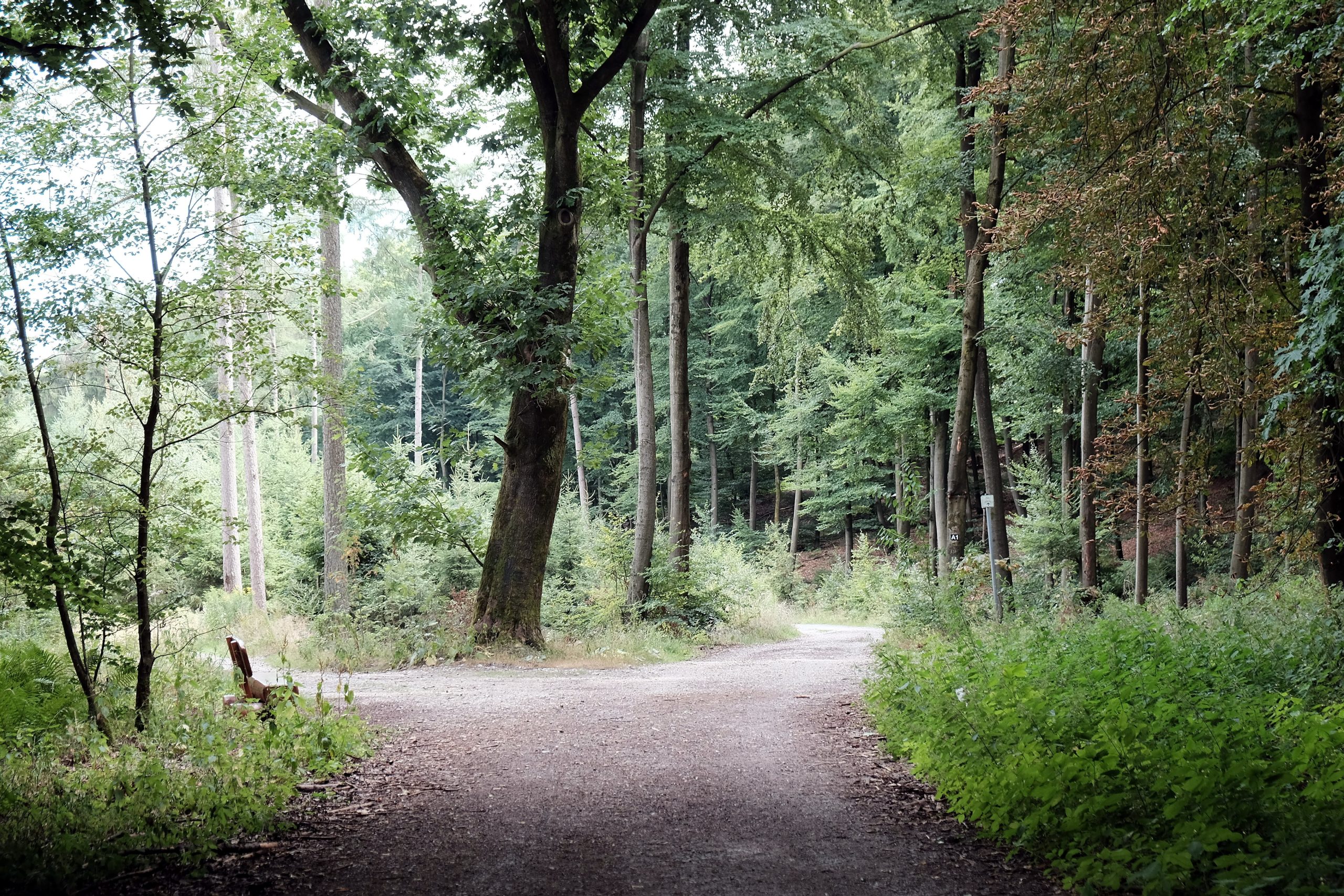 Waldkreuzung im Sommer.