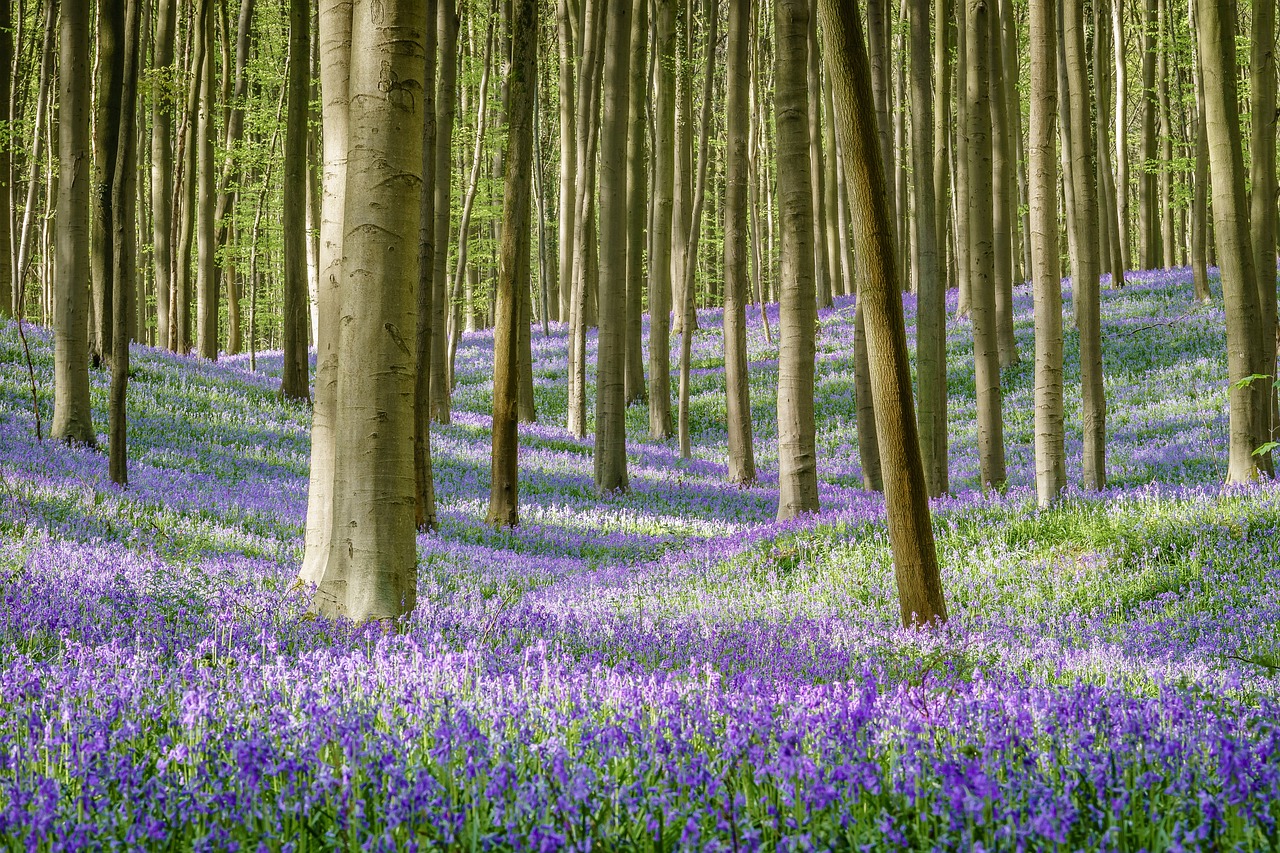 Hallerbos im Frühling