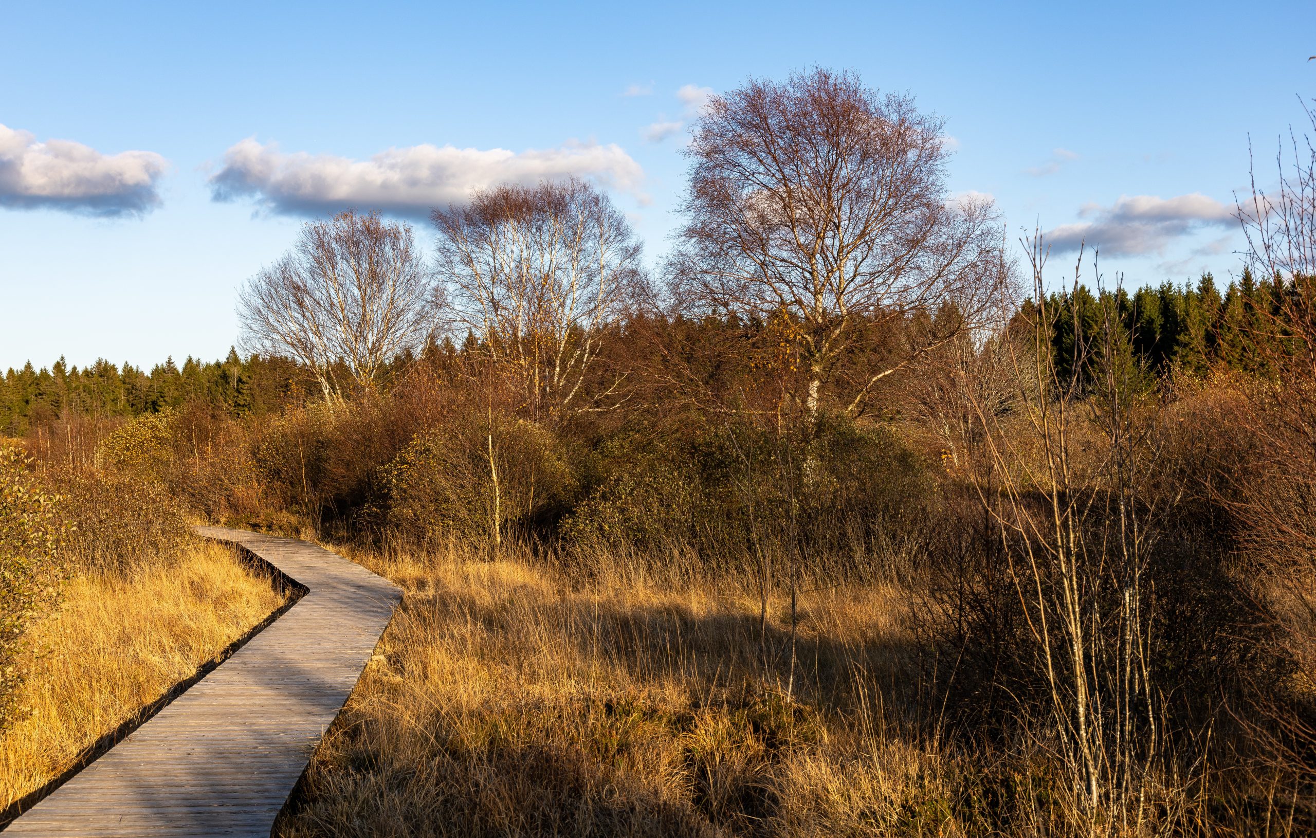 Holzweg durch das Hohe Venn.