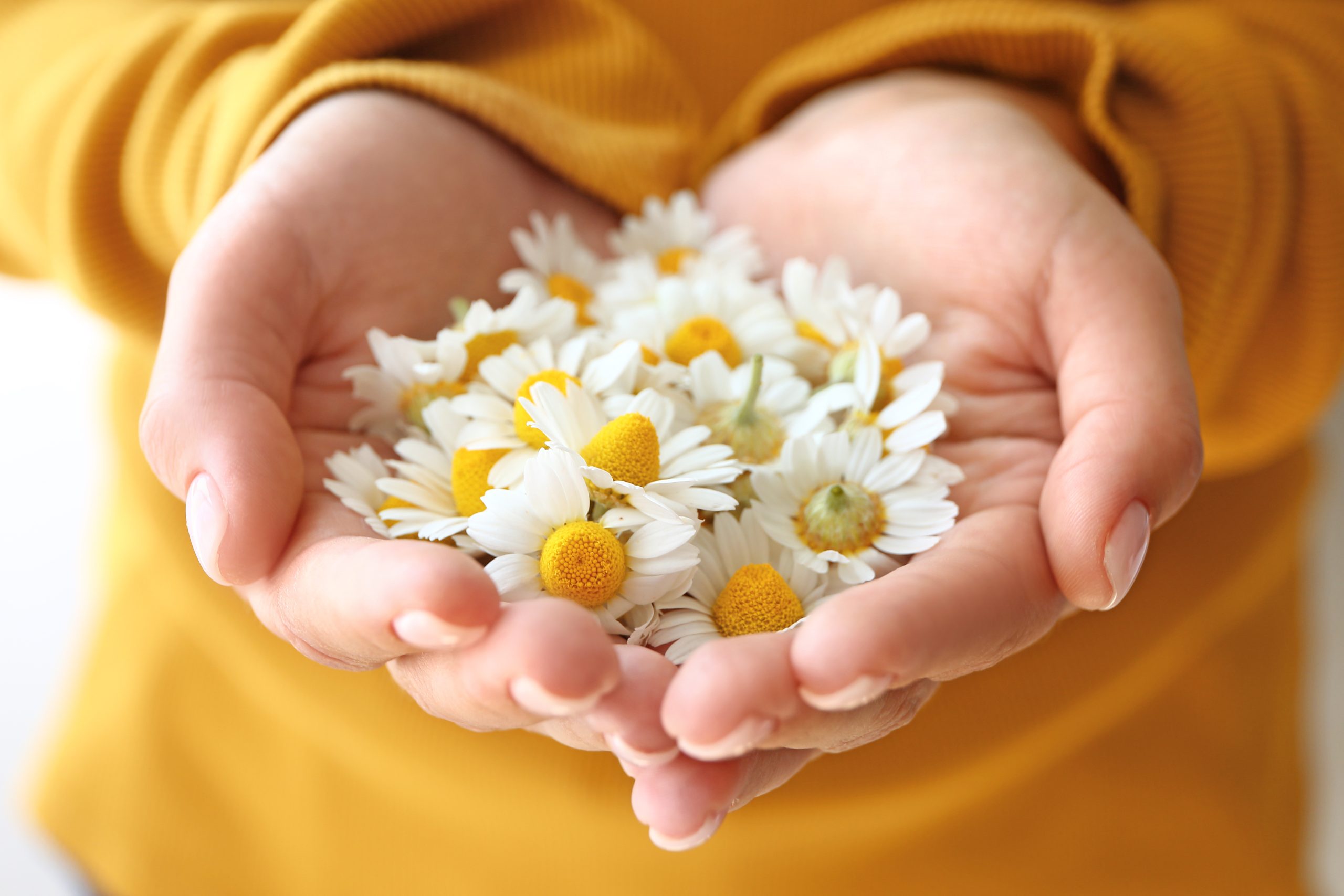 hand hält kamillenblüten