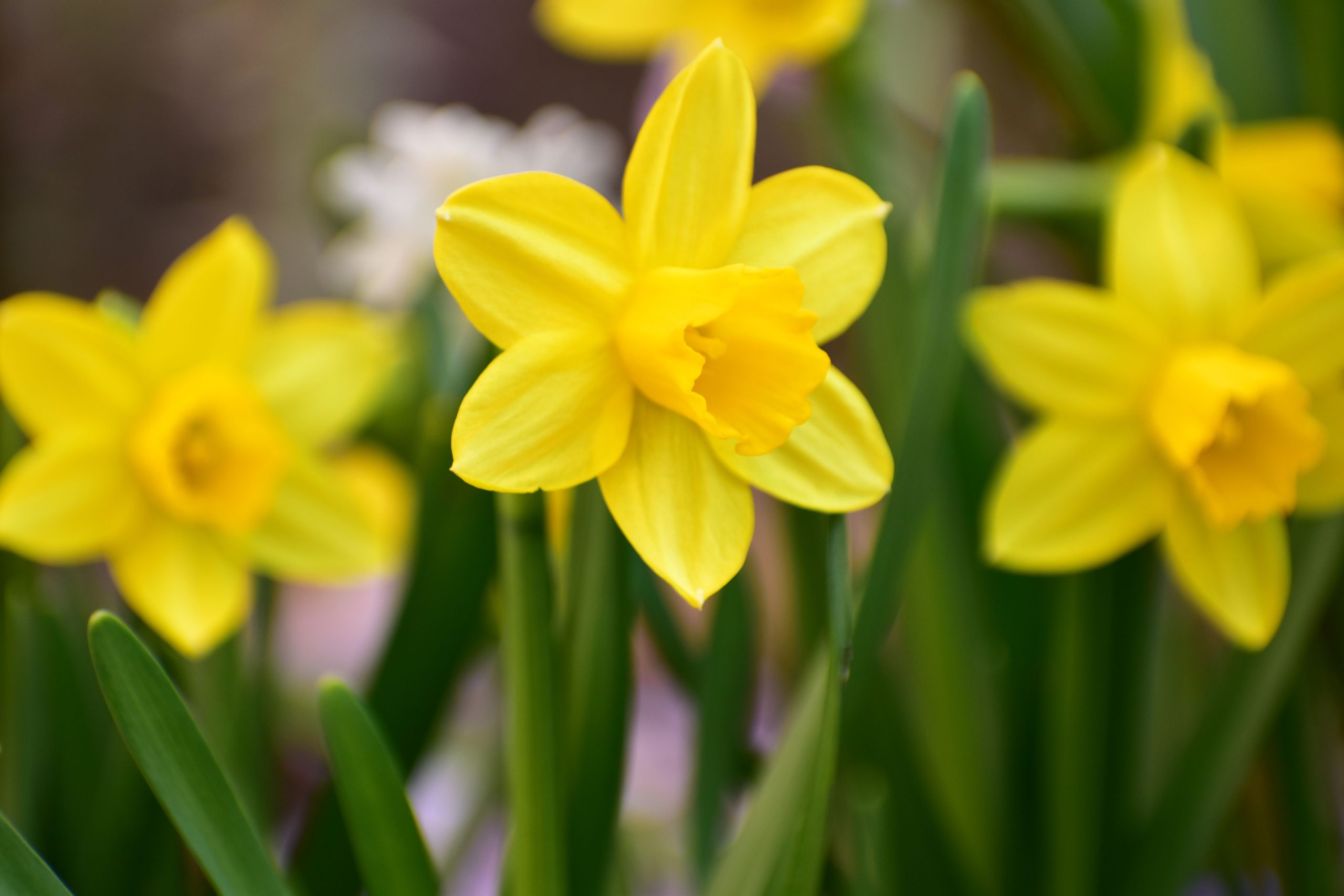 Nicht zu verwechseln mit Dracos Mom: die Narzisse. Foto: Adobe Stock