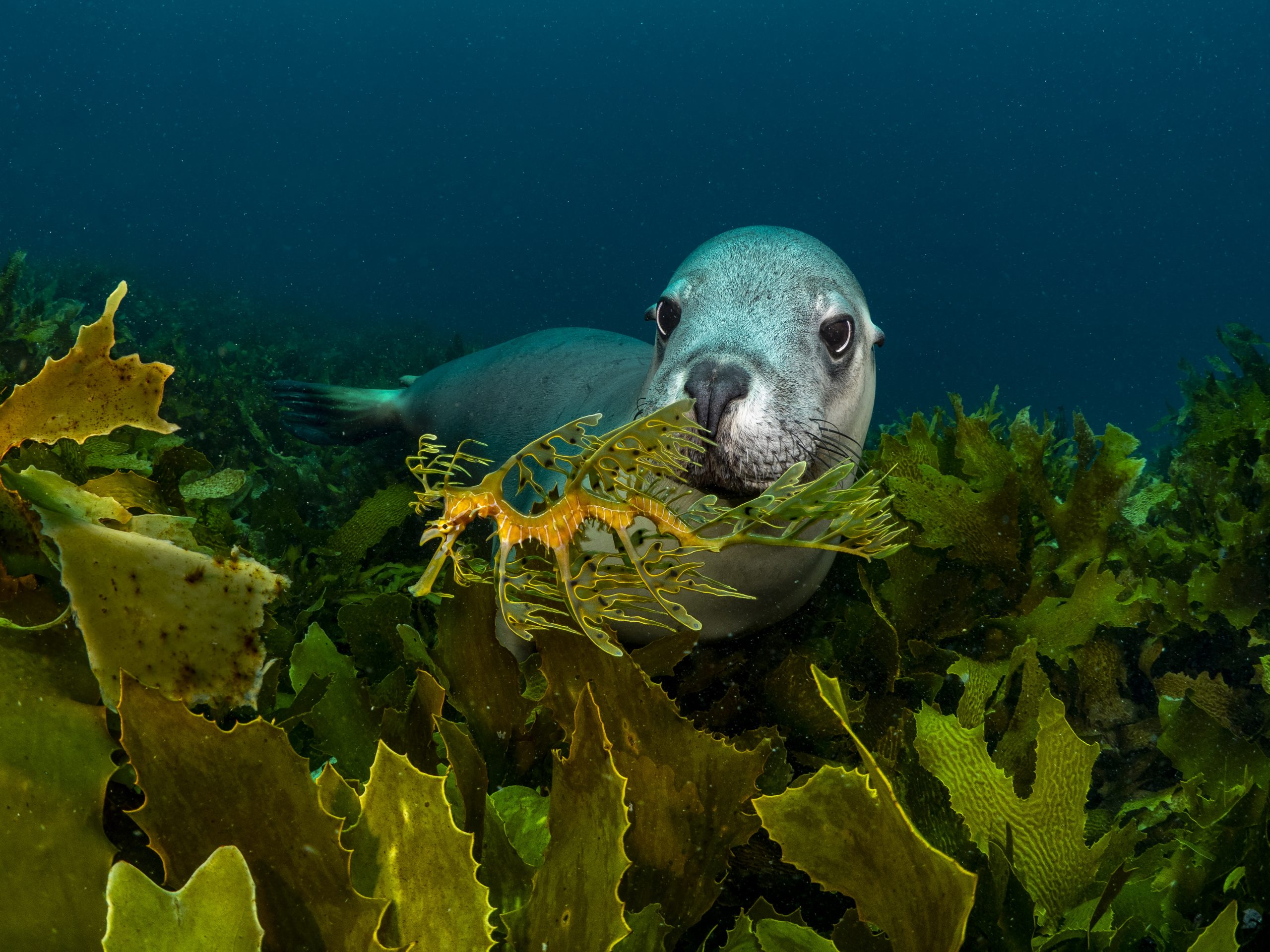 Begegnung Australischer Seelöwe und Großer Fetzenfisch