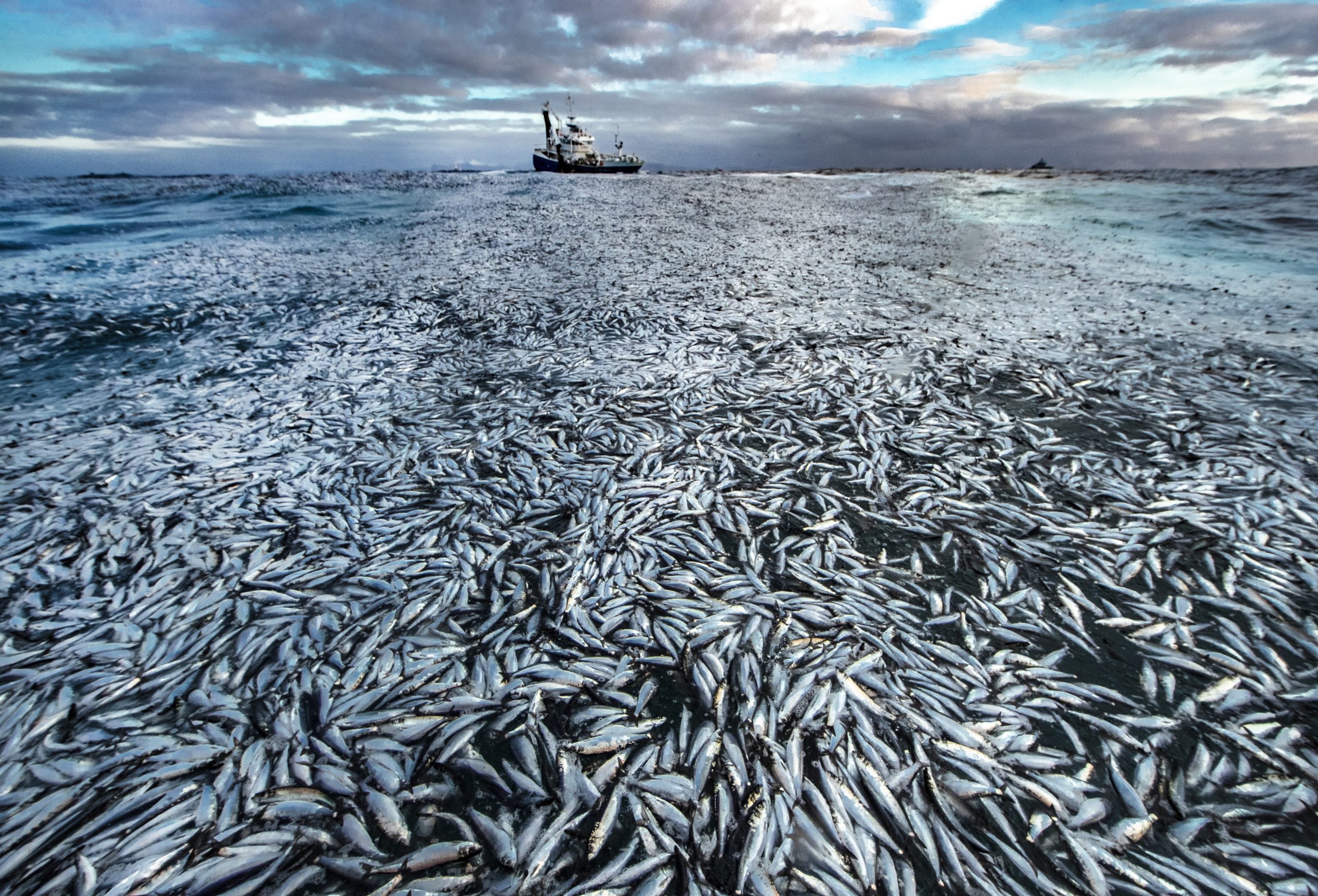 Ein Teppich toter Fische an der Küste Norwegens