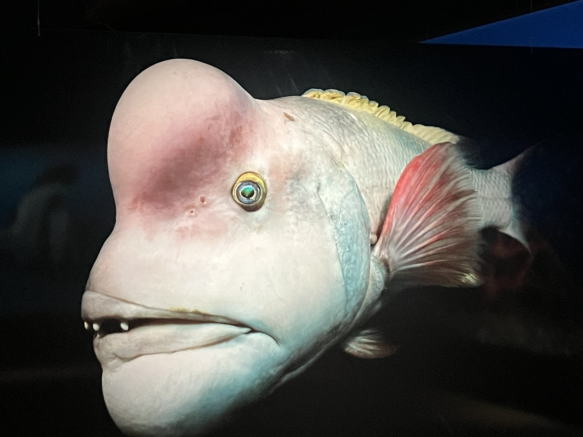 Schafskopf-Lippfisch