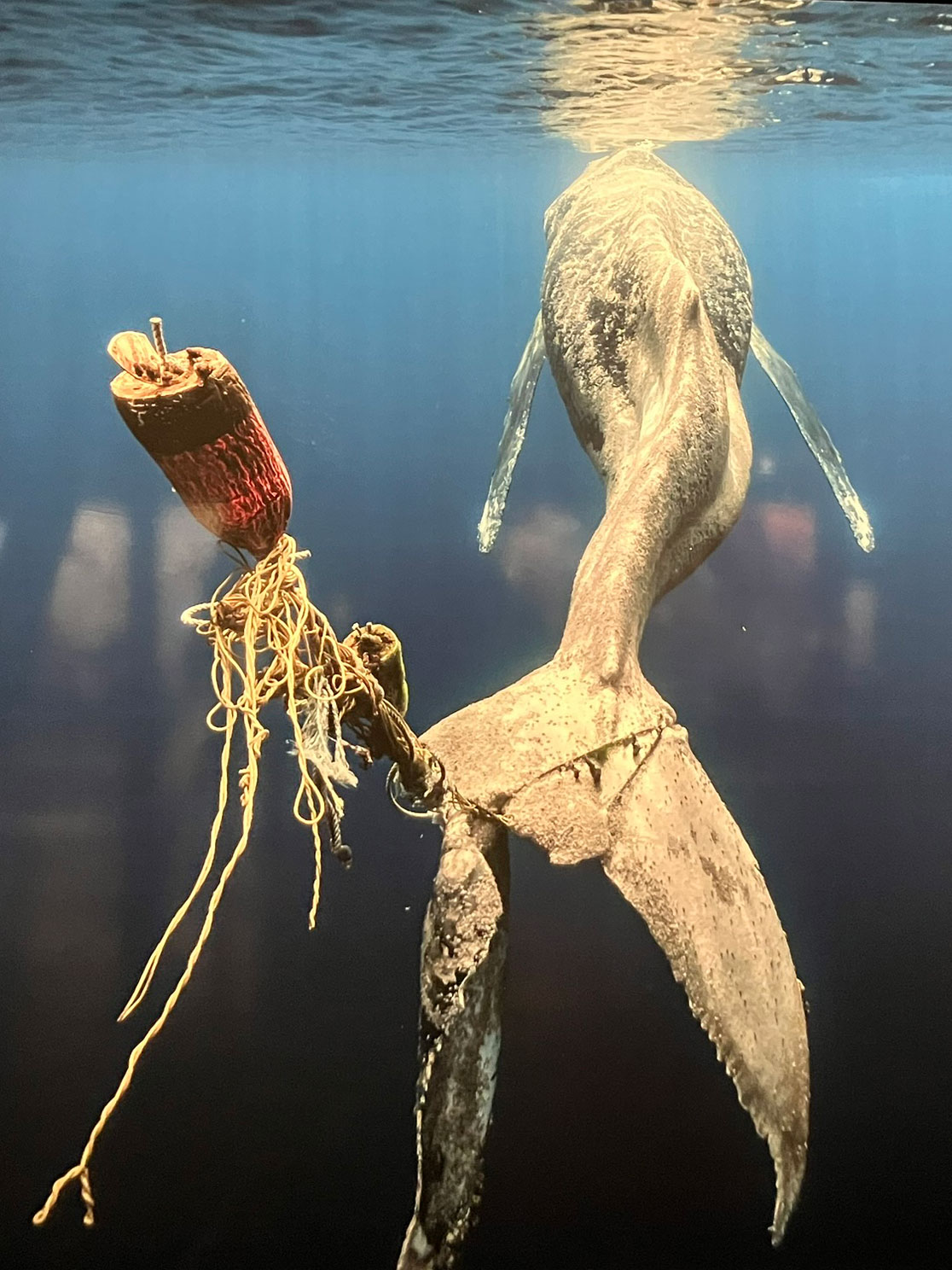 Sterbender Buckelwal in der Ausstellung "Planet Ozean"