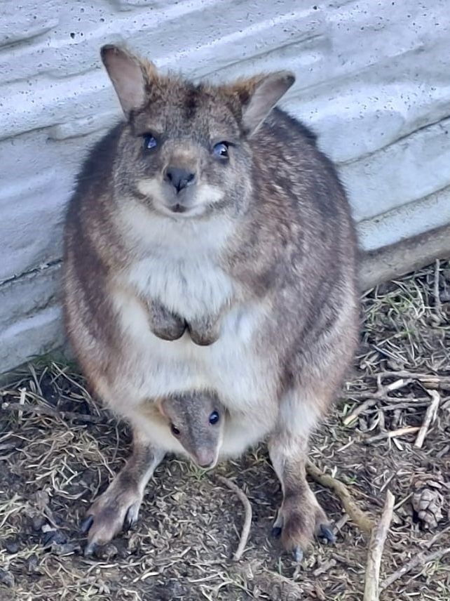Känguru Mama mit Baby