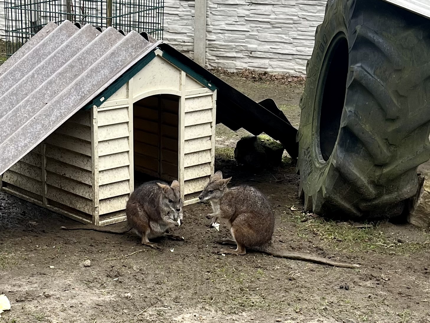 kängurus vor einer Hütte