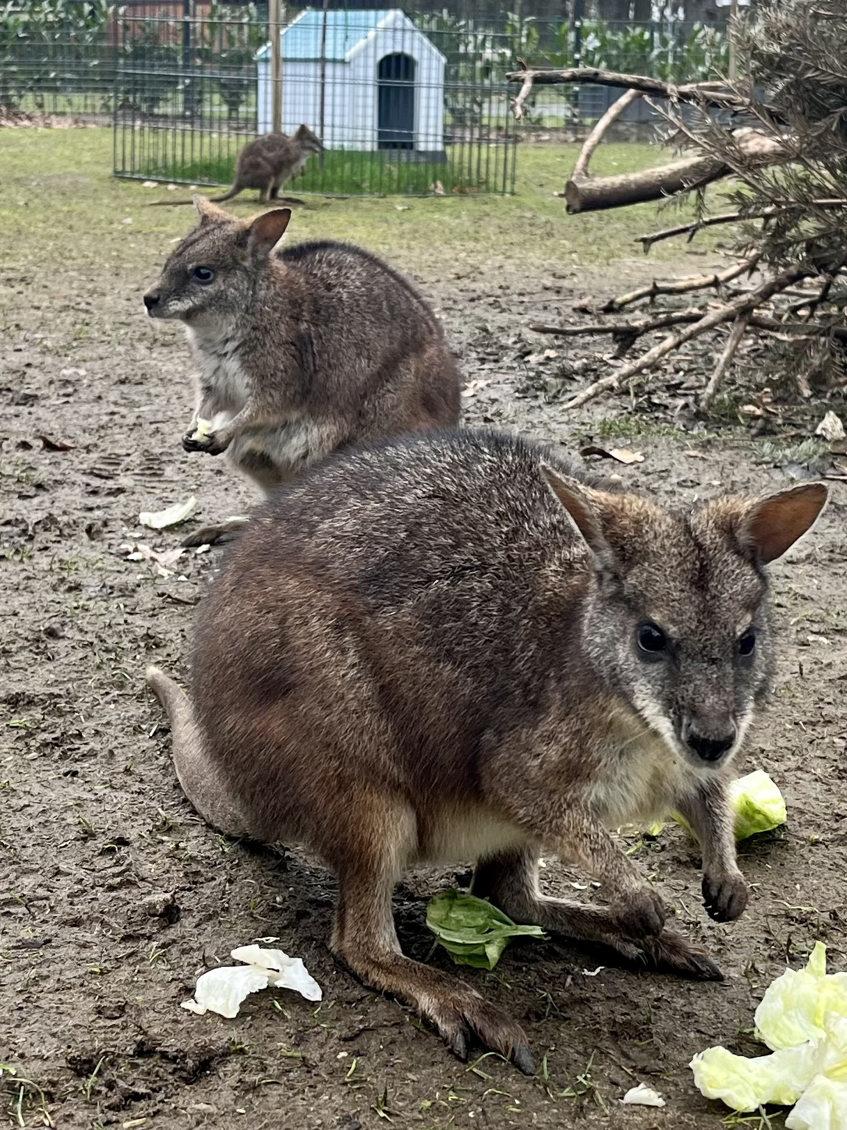 kängurus essen salat