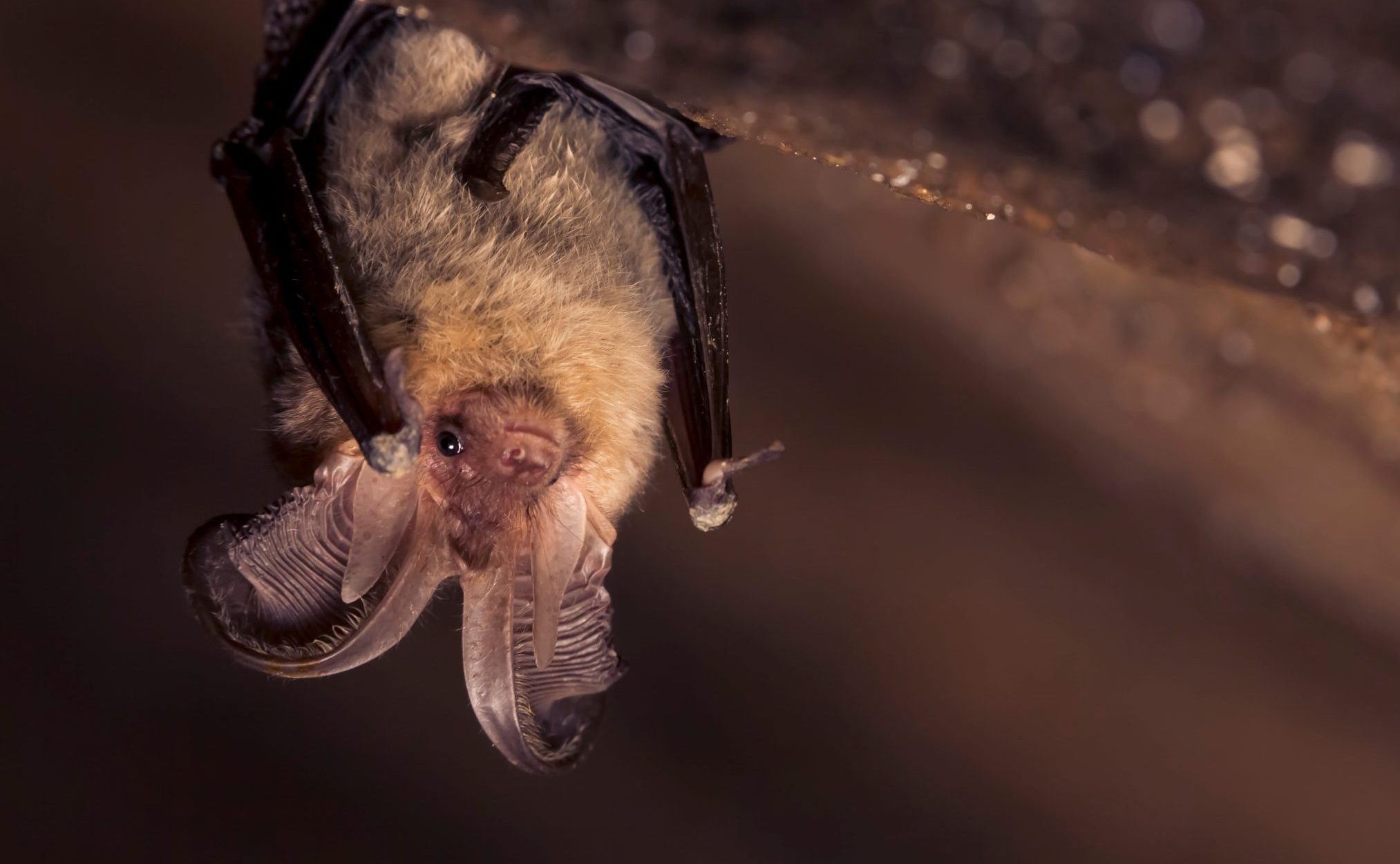 Eine Fledermaus hängt von der Decke