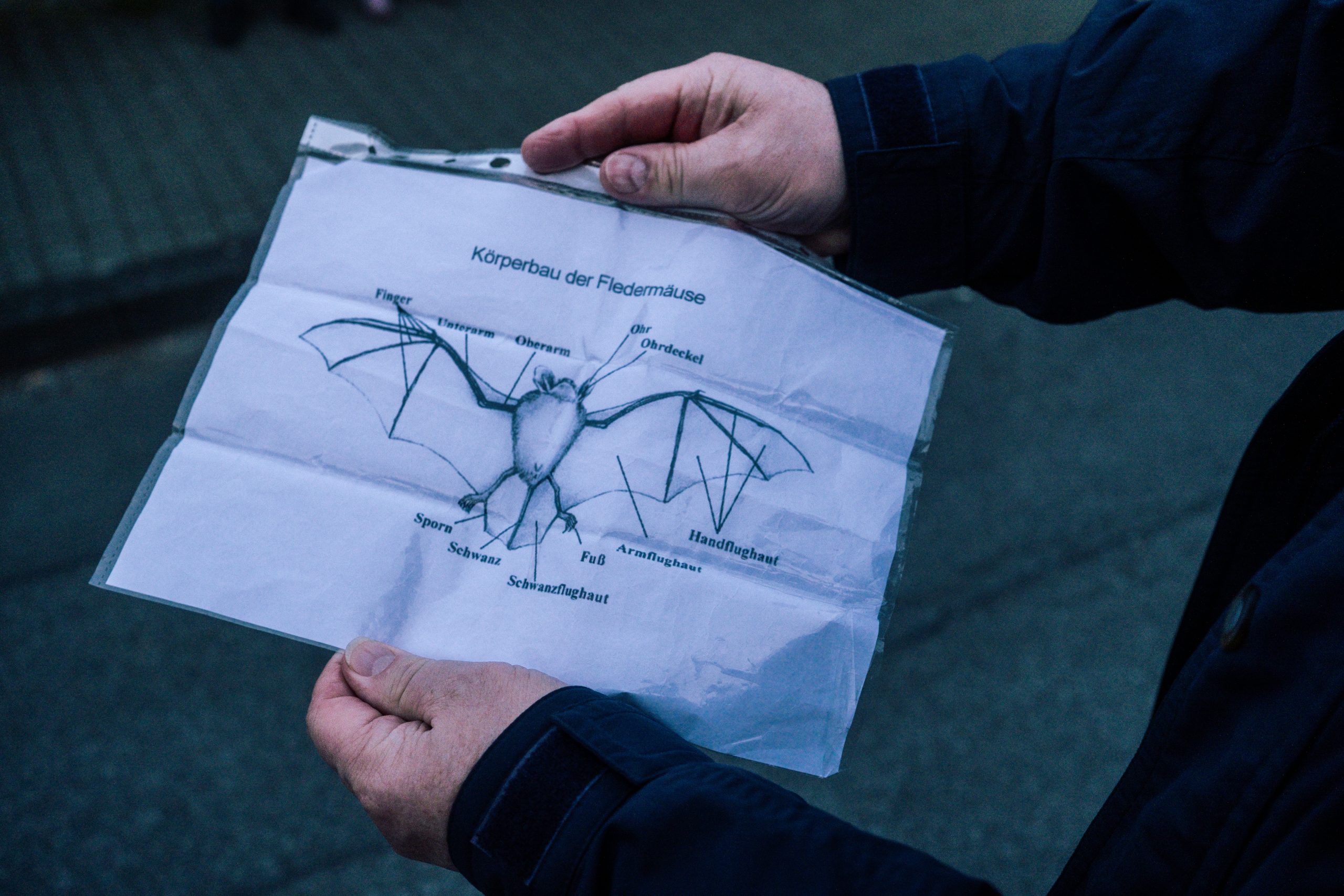 Eine Person hält eine Zeichnung der Anatomie einer Fledermaus in der Hand
