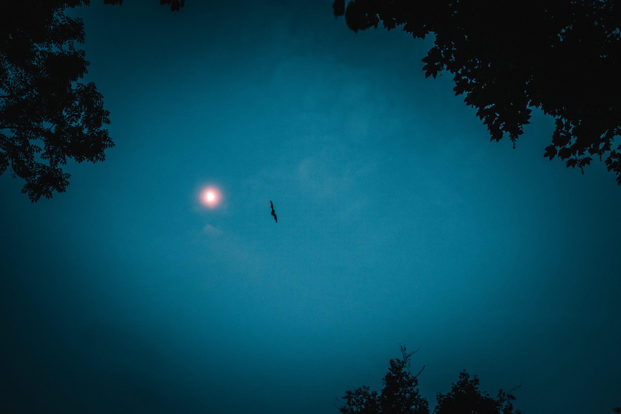 Fledermaus fliegt vor dem Mond