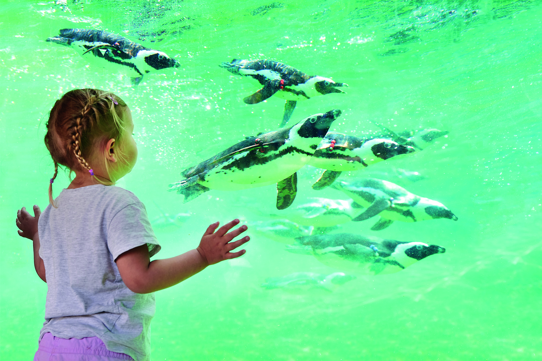 ein Mädchen beobachtet Pinguine hinter einer großen Glasscheibe