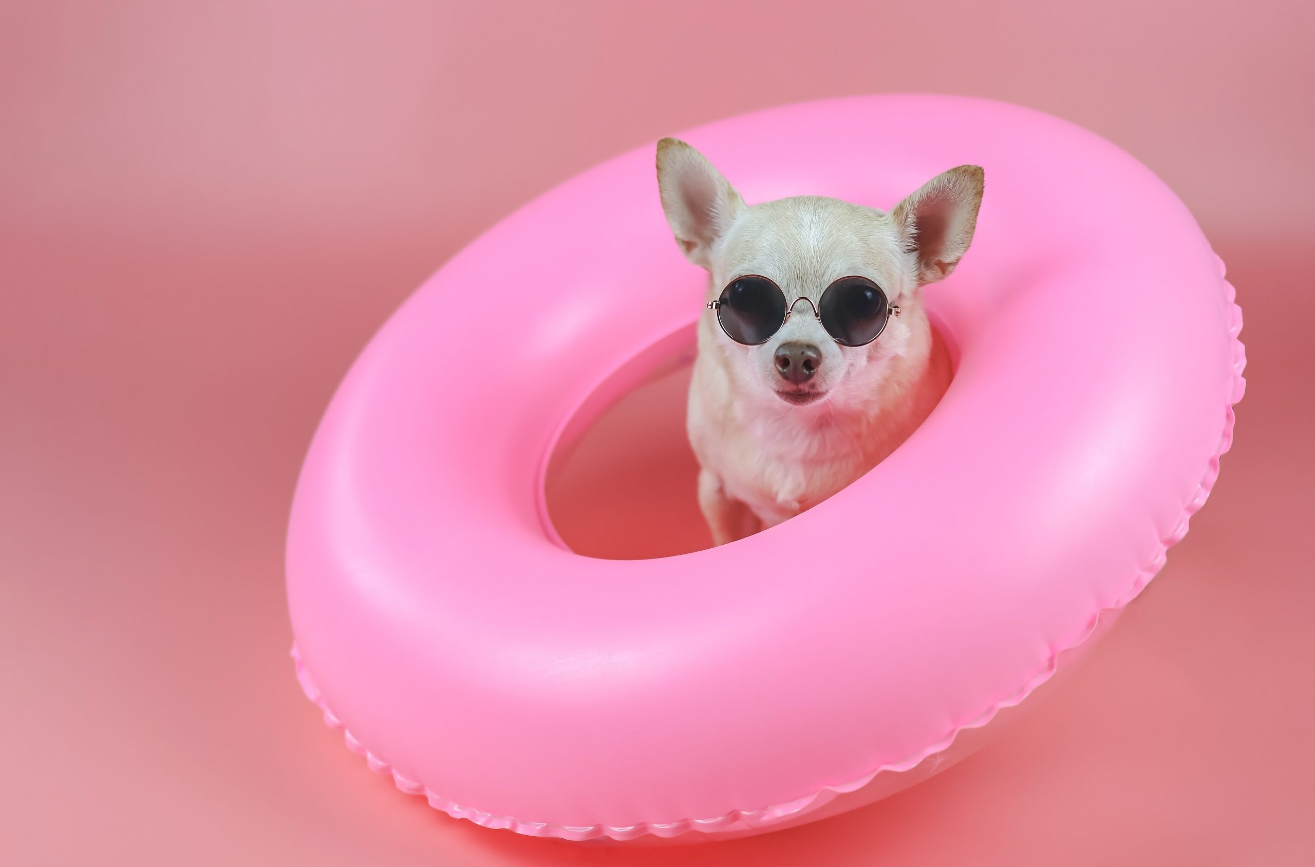 Auch unsere vierbeinigen Freunde feiern gern. Foto: Adobe Stock