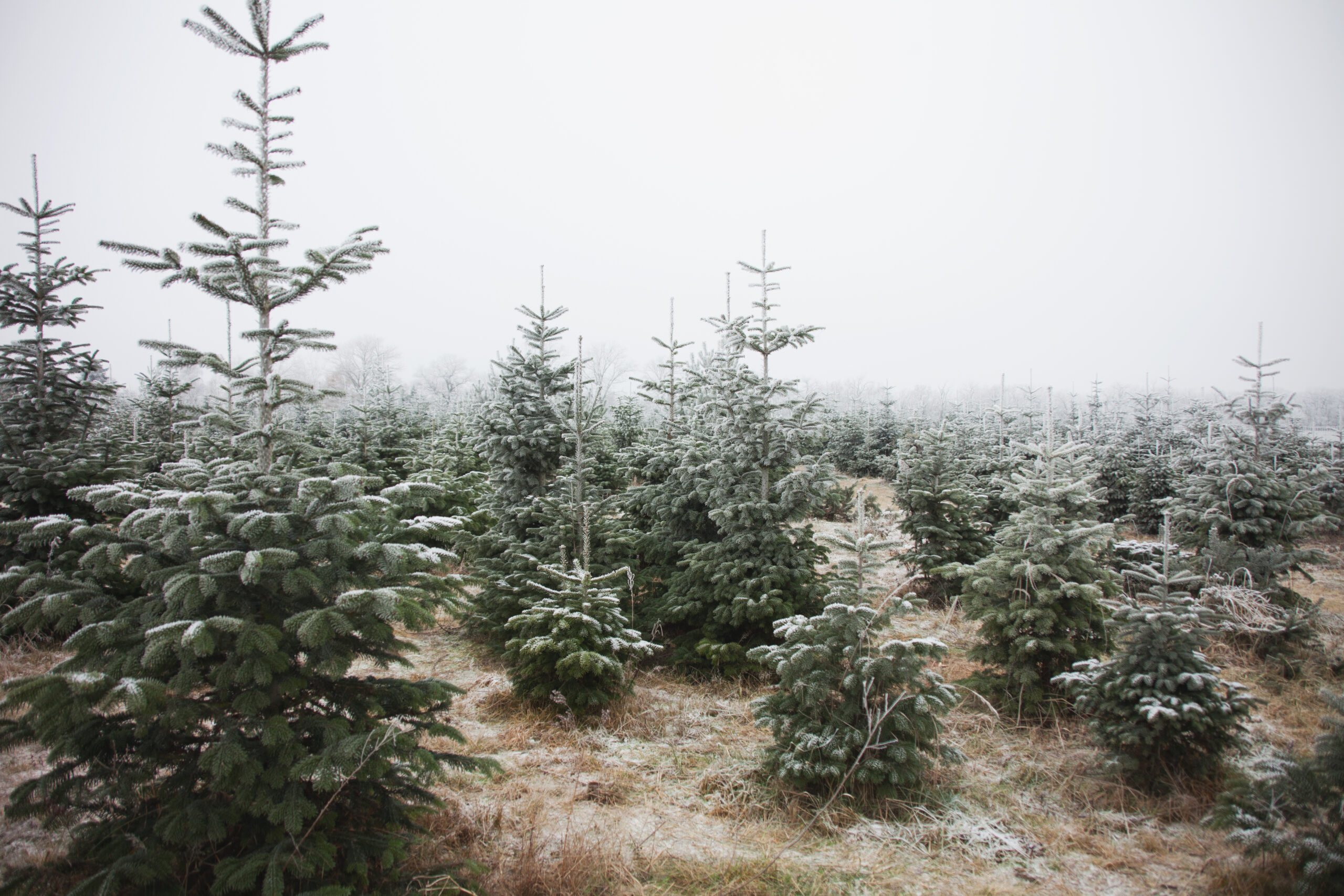 Weihnachtsbaum Schonung